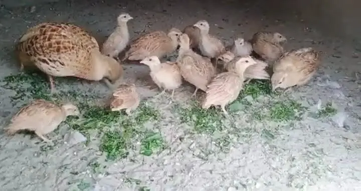 Dakhni Iranii chicks For Sale — photo 3