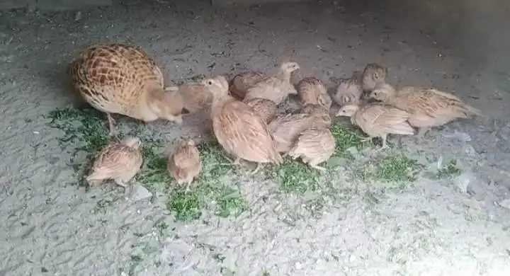 Dakhni Iranii chicks For Sale — photo 4