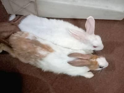 Serious Buyers Only – Final Rs. 2,000 Per Breeding Pair