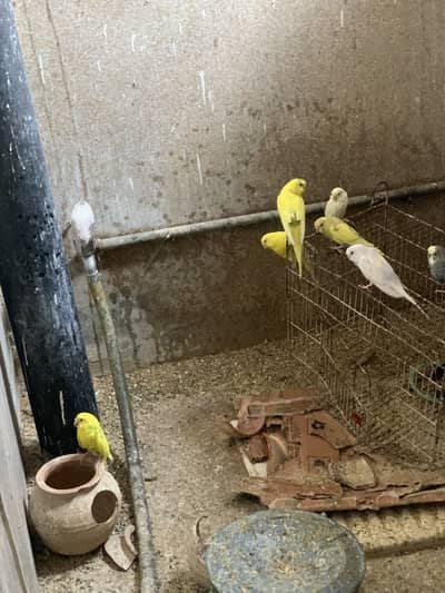 Australian parrots for sale