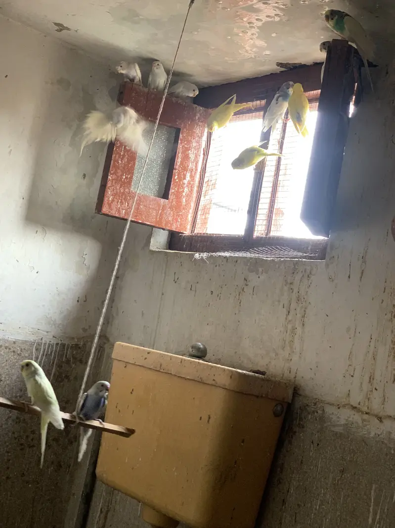 Australian parrots for sale — photo 2