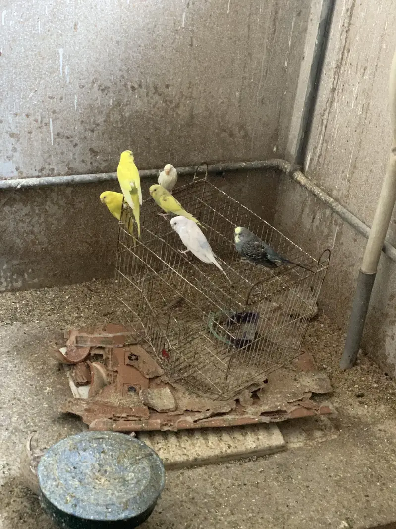 Australian parrots for sale — photo 3