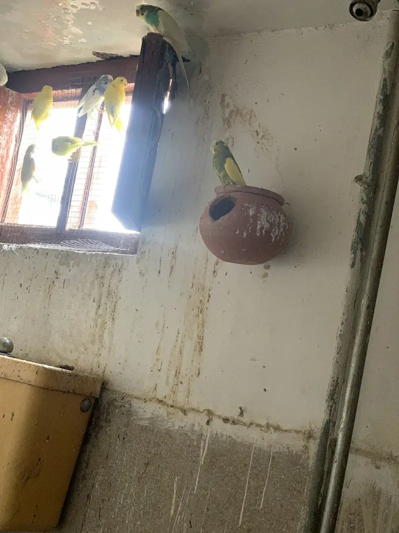 Australian parrots for sale — photo 4