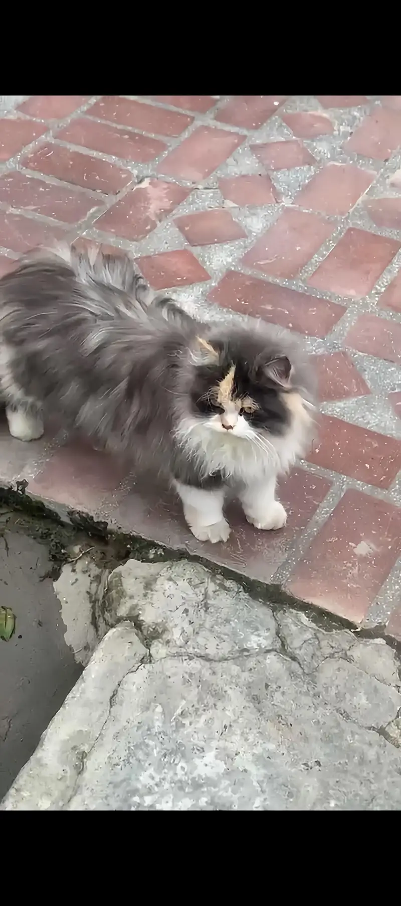 “Beautiful Pure Persian Male & Female Cats for Sale  — photo 2