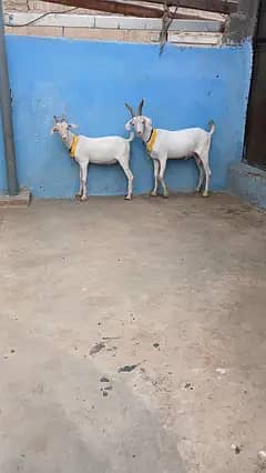 mundy rajanpori bchy pair