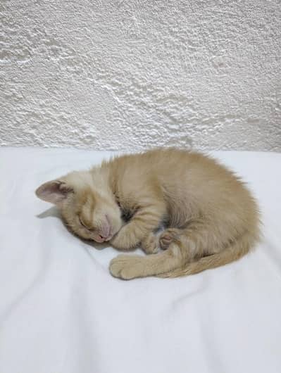 Tabby Face Persian Double Coated