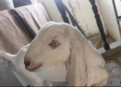 Ghulabi Bakri Path for Sale