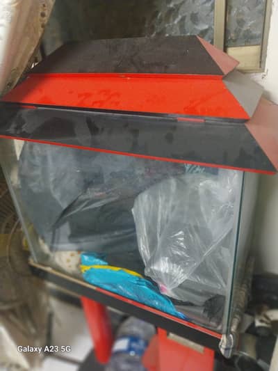 fish aquarium