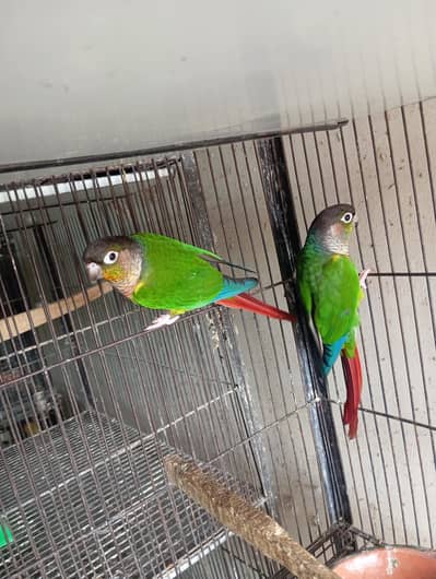 Yellow Sided Conure Breeder Pair