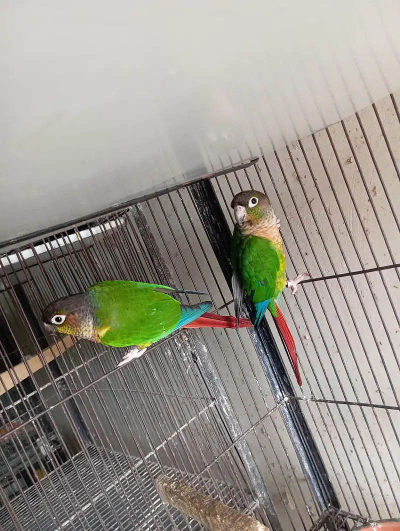 Yellow Sided Conure Breeder Pair — photo 2