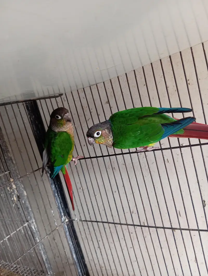 Yellow Sided Conure Breeder Pair — photo 3