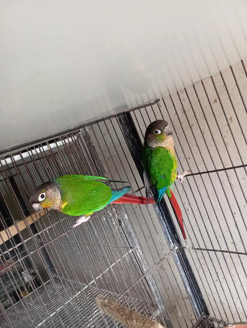 Yellow Sided Conure Breeder Pair — photo 4