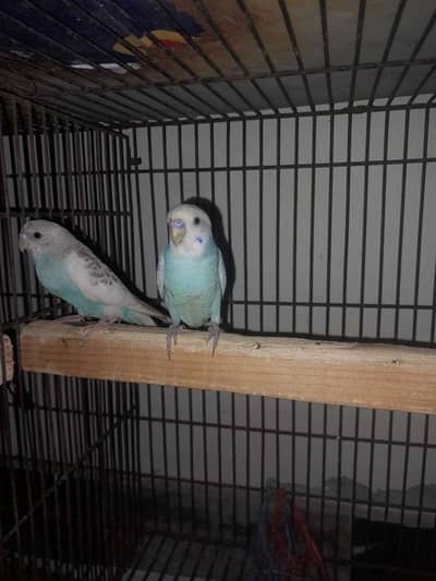 Australian parrots pairs