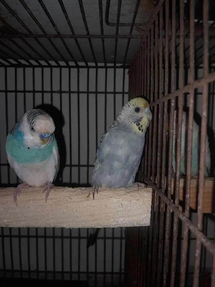 Australian parrots pairs — photo 2