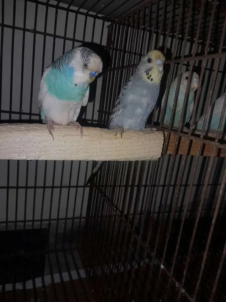 Australian parrots pairs — photo 3