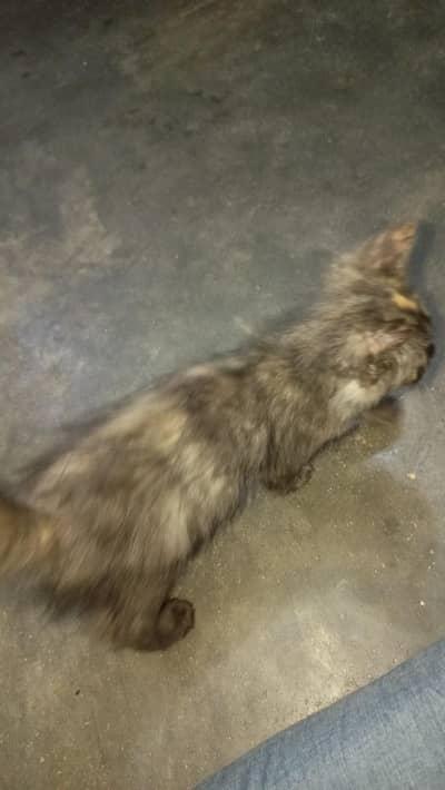 Persian kitten