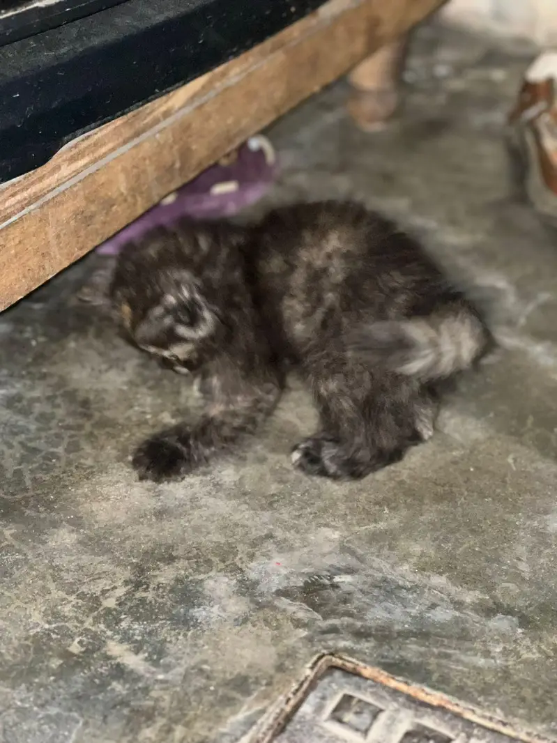 Persian kitten — photo 2