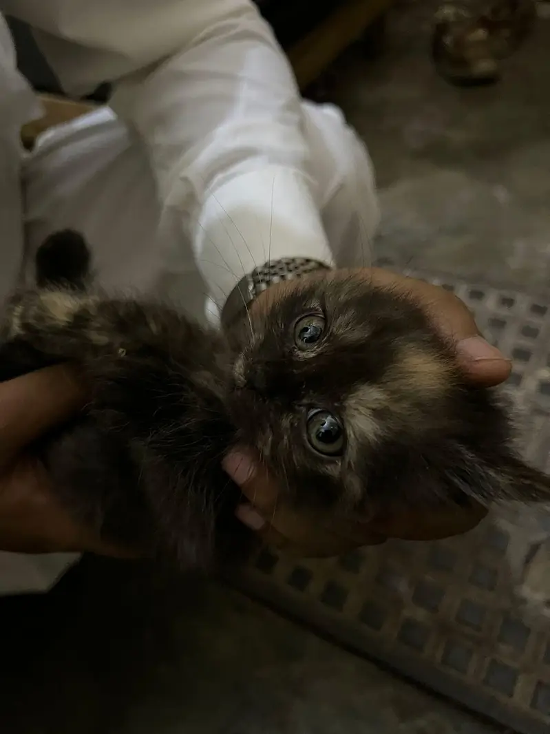 Persian kitten — photo 3