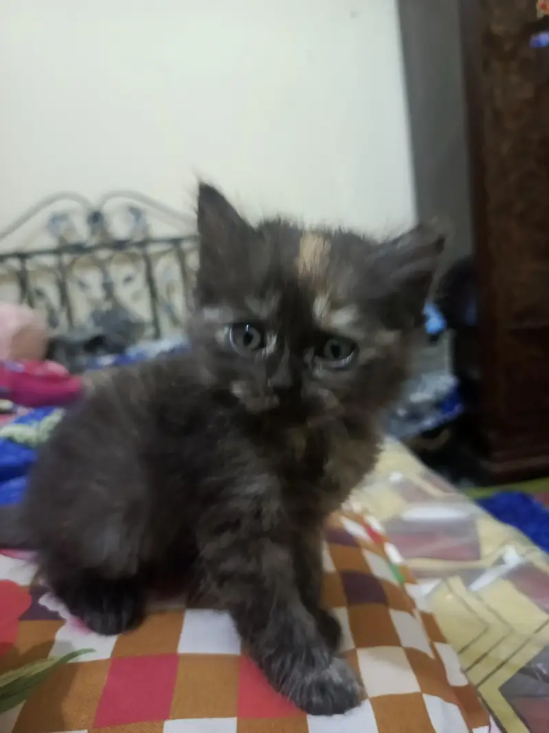 Persian kitten — photo 4