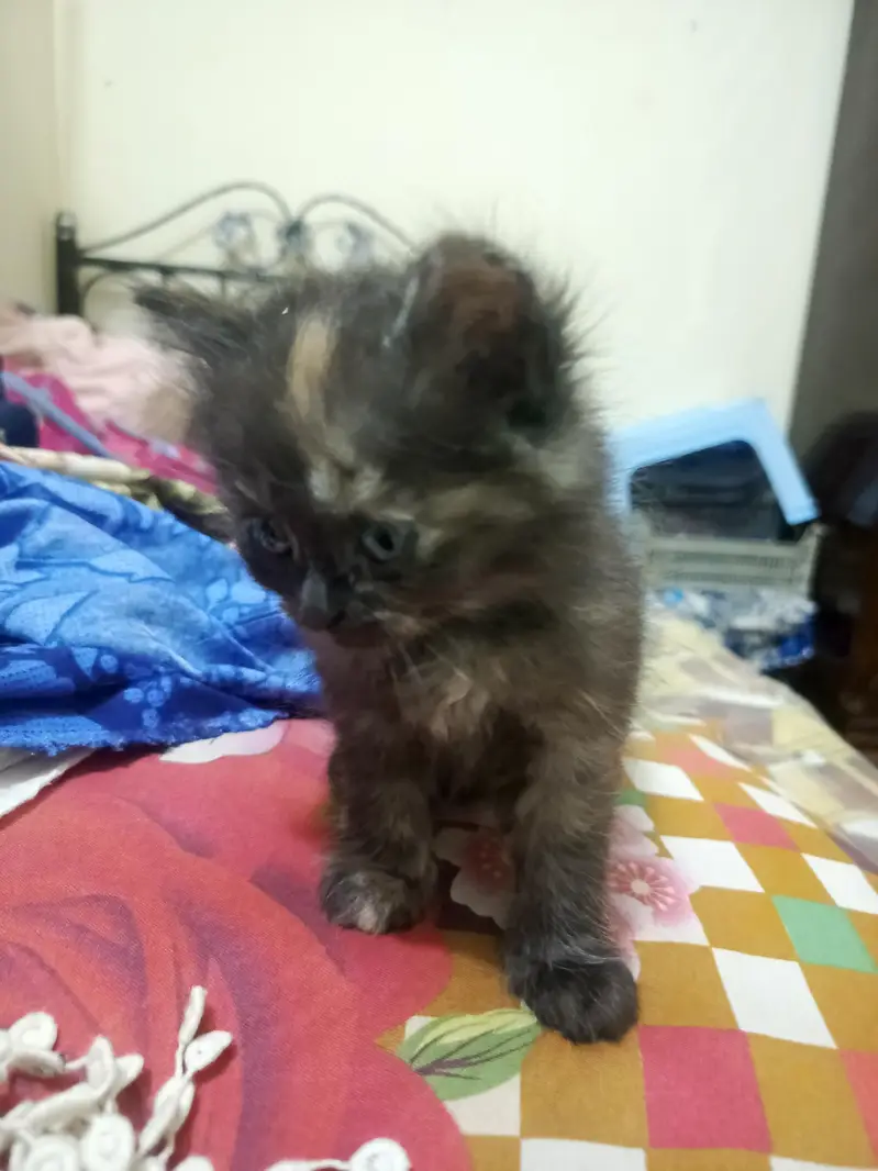Persian kitten — photo 5