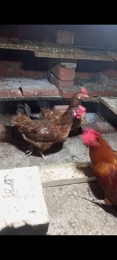 2 female