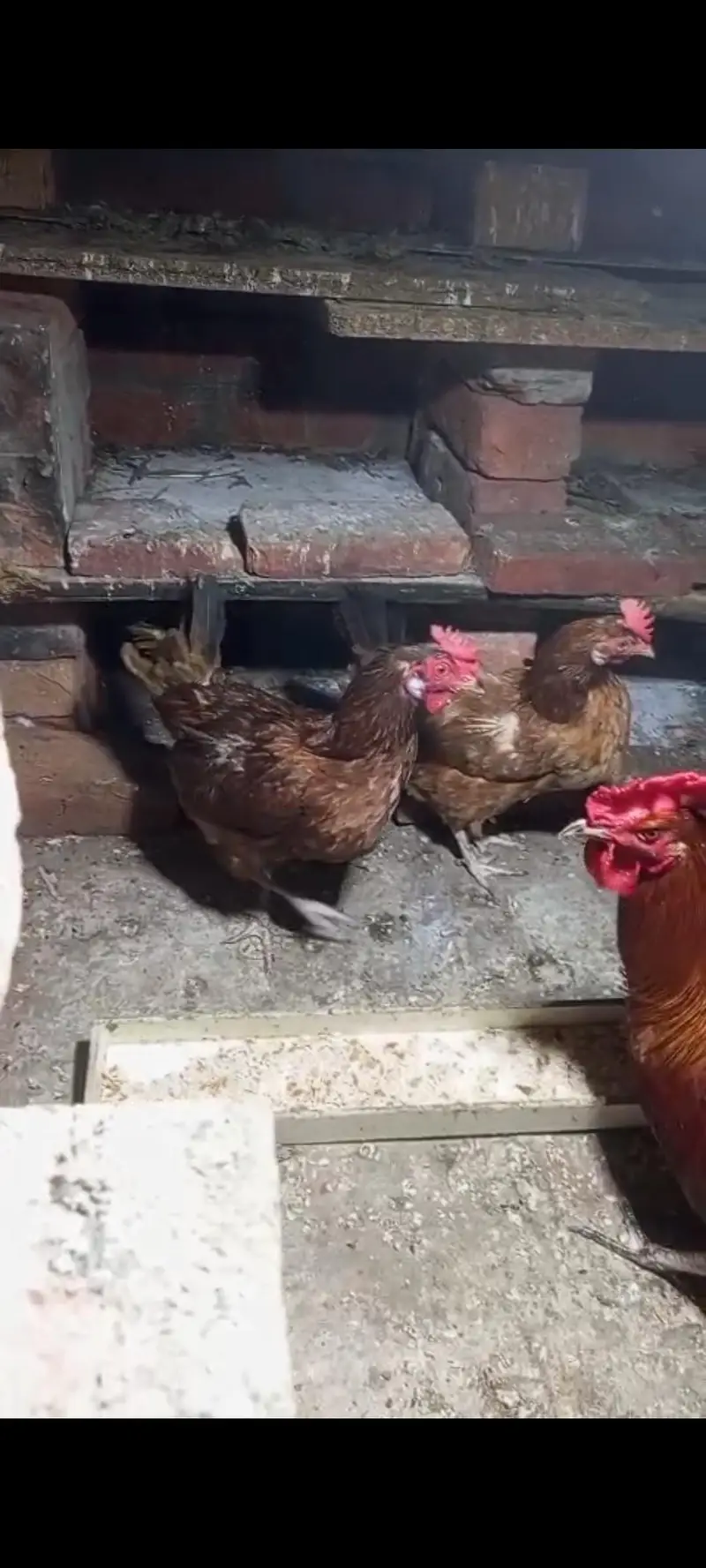 2 female — photo 2