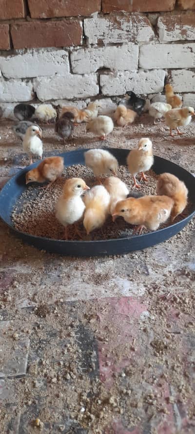 Golden masri chicks  and golden masri  hen ,Fancy hen ,Hen  , chicks
