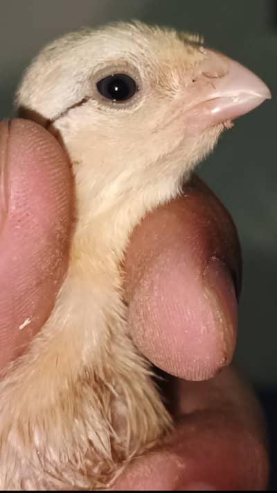Indian Taamilnadou Long tail Parrot beak X Dragon Female Chick's 