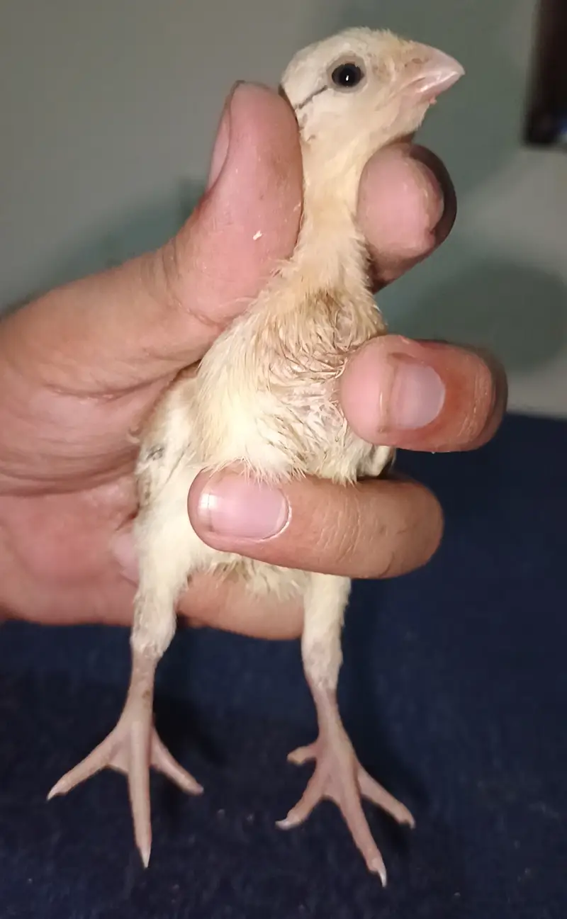 Indian Taamilnadou Long tail Parrot beak X Dragon Female Chick's  — photo 2