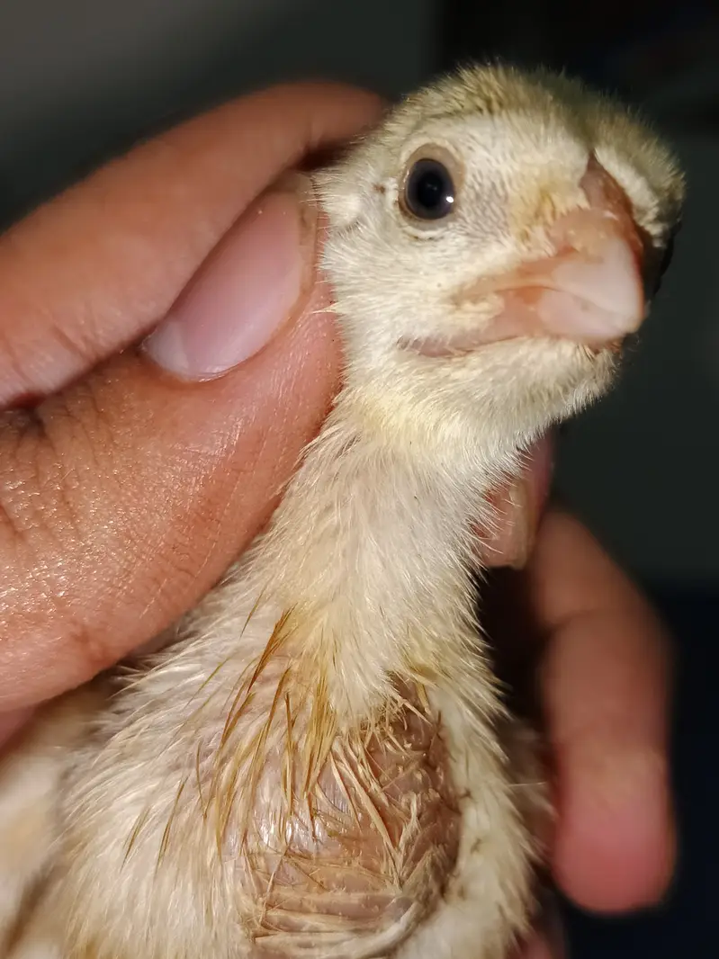 Indian Taamilnadou Long tail Parrot beak X Dragon Female Chick's  — photo 3