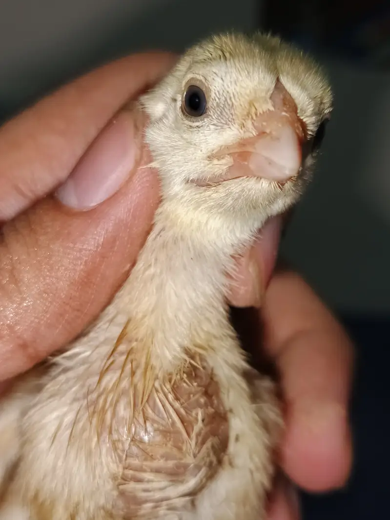 Indian Taamilnadou Long tail Parrot beak X Dragon Female Chick's  — photo 4