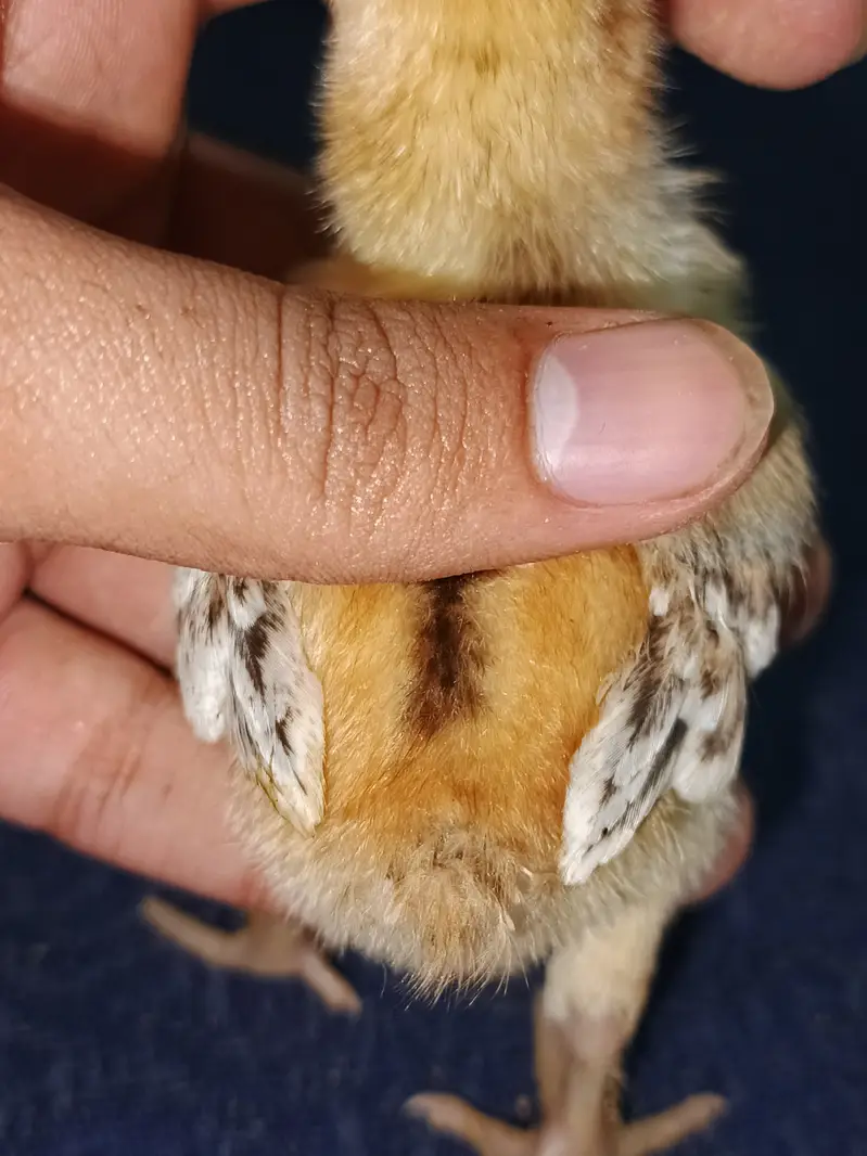Indian Taamilnadou Long tail Parrot beak X Dragon Female Chick's  — photo 6
