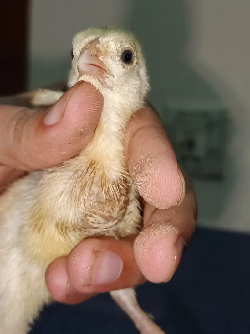Indian Taamilnadou Long tail Parrot beak X Dragon Female Chick's  — photo 7