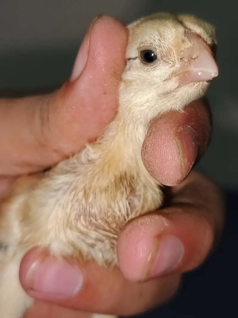 Indian Taamilnadou Long tail Parrot beak X Dragon Female Chick's  — photo 8