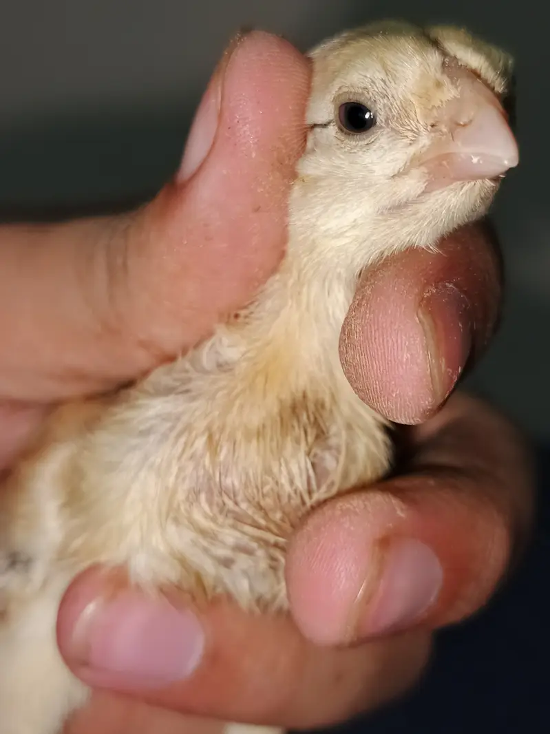 Indian Taamilnadou Long tail Parrot beak X Dragon Female Chick's  — photo 9