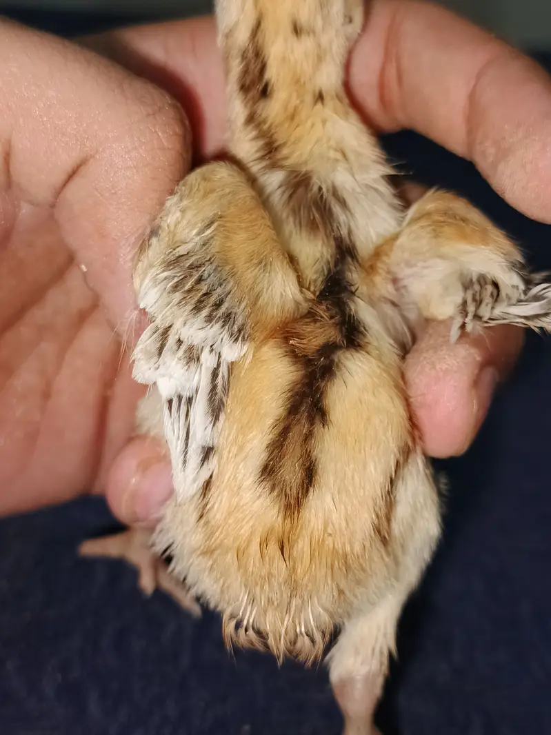 Indian Taamilnadou Long tail Parrot beak X Dragon Female Chick's  — photo 10