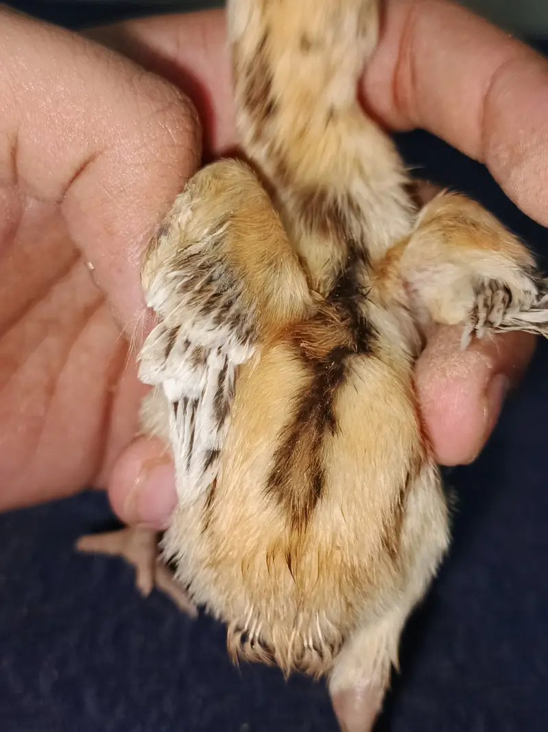 Indian Taamilnadou Long tail Parrot beak X Dragon Female Chick's  — photo 11
