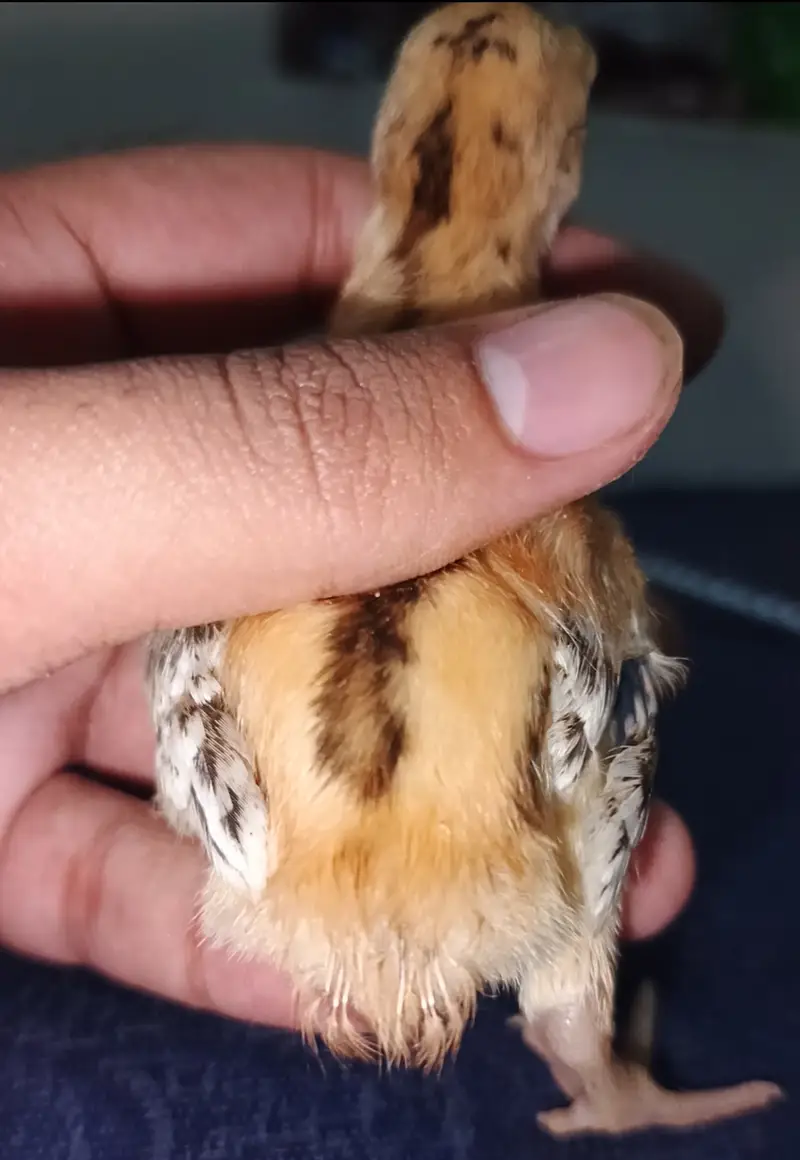 Indian Taamilnadou Long tail Parrot beak X Dragon Female Chick's  — photo 12