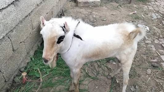 tedi Bakra for sale