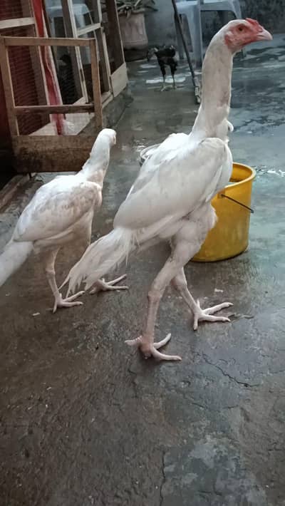Heera pair Top Quality