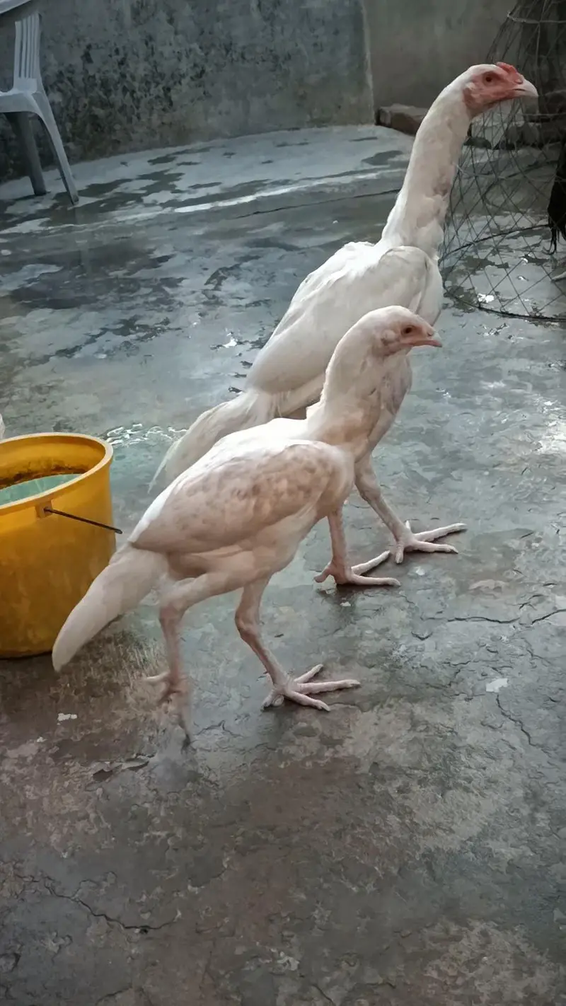 Heera pair Top Quality — photo 3