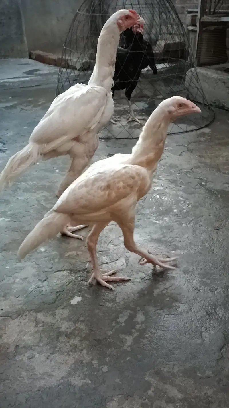 Heera pair Top Quality — photo 4