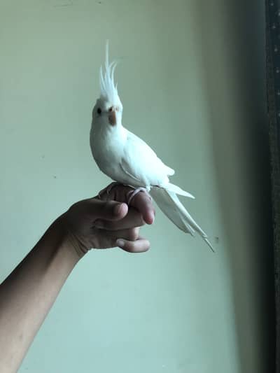 Tame white cocktail