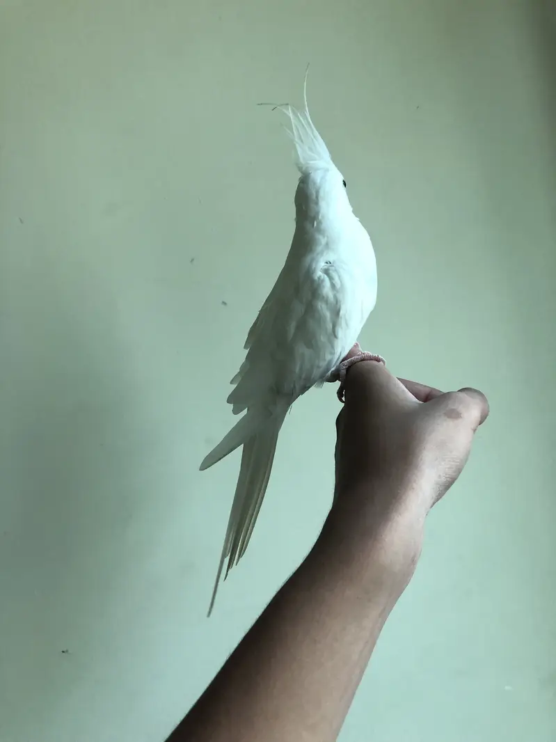 Tame white cocktail — photo 4