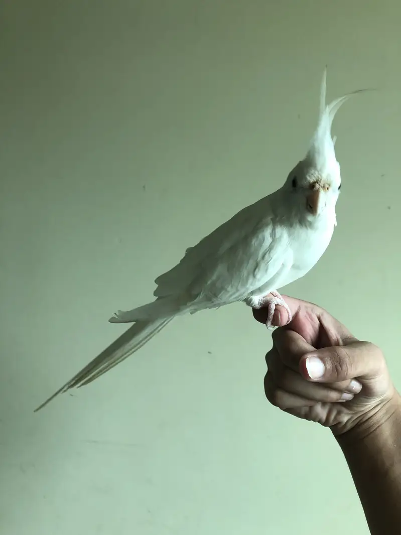 Tame white cocktail — photo 6