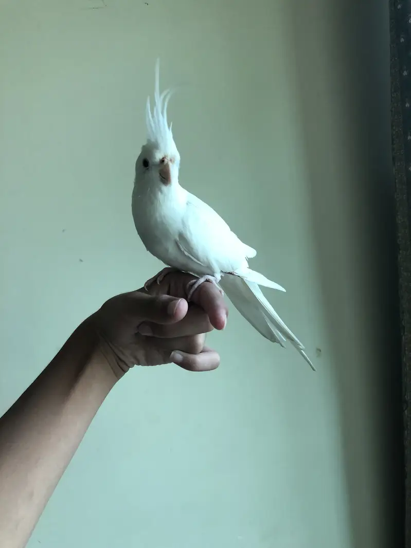 Tame white cocktail — photo 7