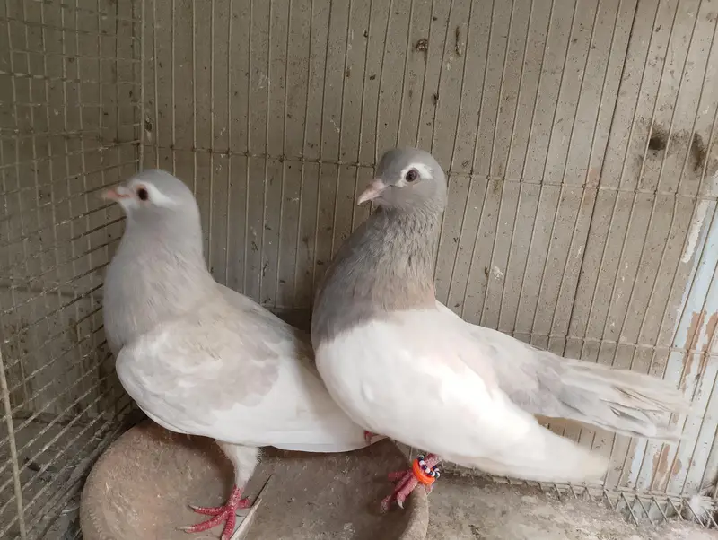 khal & sherazi pairs — photo 7