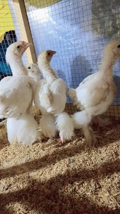 White Heavy Buff Chicks