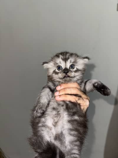 Persian kittens