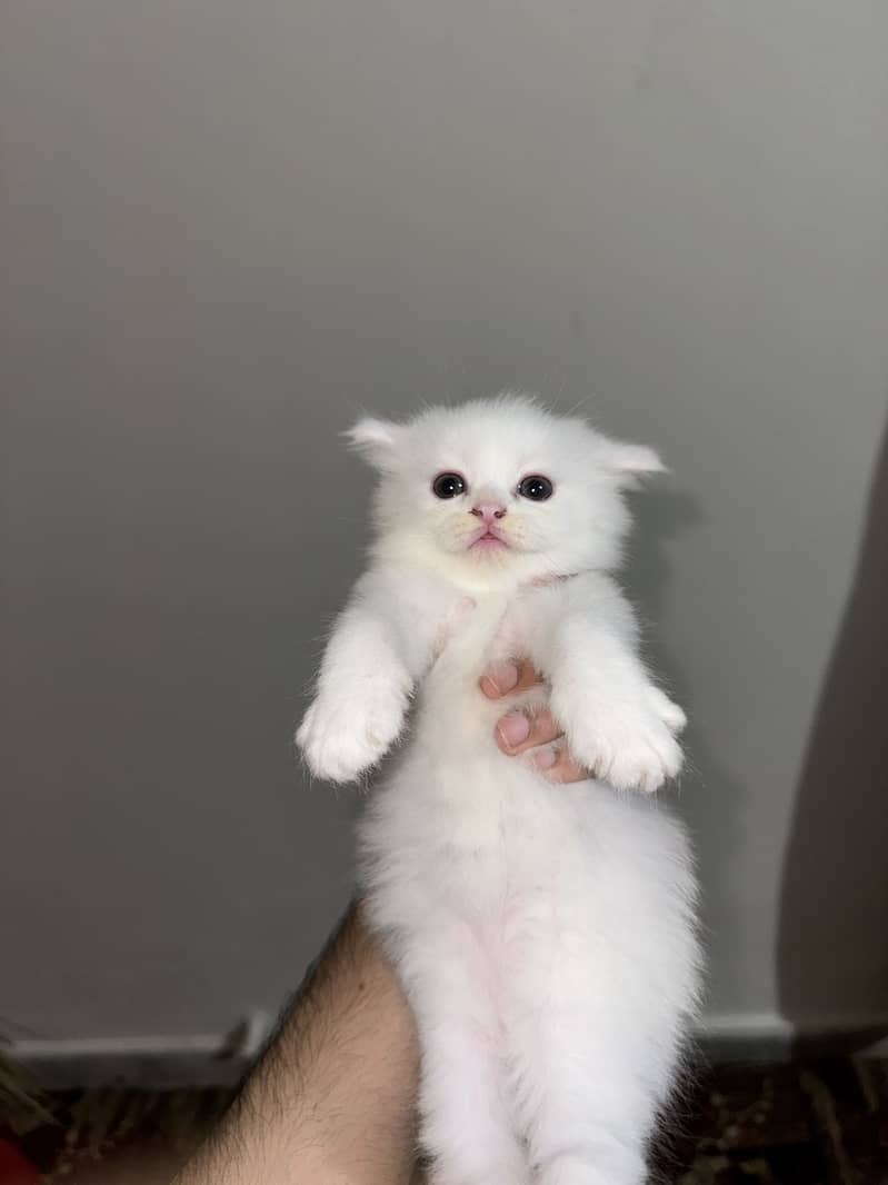 Persian kittens 1